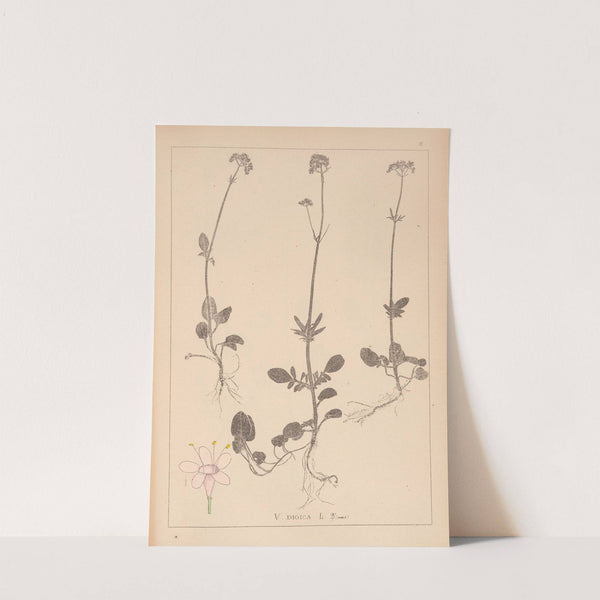 Herbier de la flore française Pl.0681 by Louis Antoine Cusin