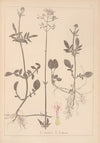 Herbier de la flore française Pl.0682