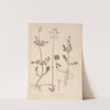 Herbier de la flore française Pl.0682 by Louis Antoine Cusin