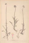 Herbier de la flore française Pl.0683