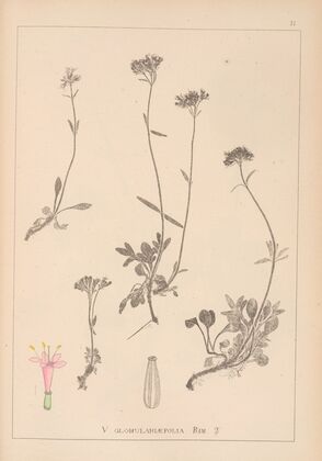 Herbier de la flore française Pl.0684