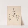 Herbier de la flore française Pl.0686 by Louis Antoine Cusin