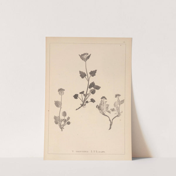 Herbier de la flore française Pl.0686 by Louis Antoine Cusin