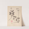 Herbier de la flore française Pl.0687 by Louis Antoine Cusin