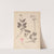 Herbier de la flore française Pl.0687 by Louis Antoine Cusin