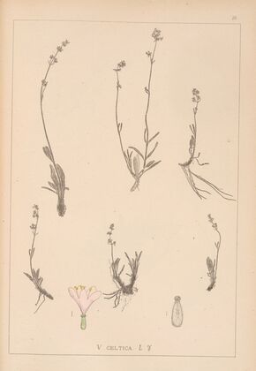 Herbier de la flore française Pl.0689