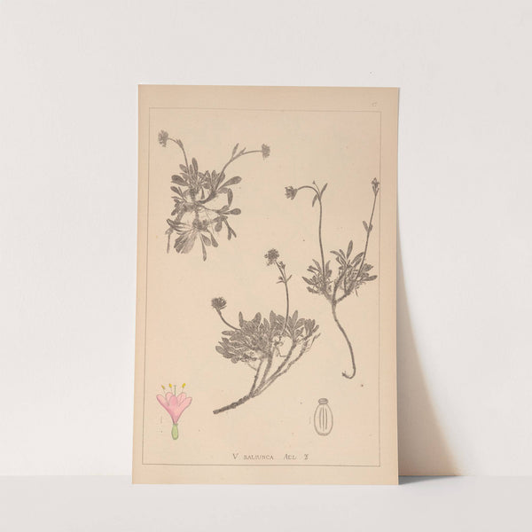 Herbier de la flore française Pl.0690 by Louis Antoine Cusin