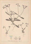 Herbier de la flore française Pl.0691