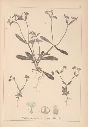 Herbier de la flore française Pl.0691