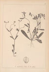Herbier de la flore française Pl.0692