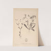 Herbier de la flore française Pl.0692 by Louis Antoine Cusin