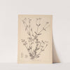 Herbier de la flore française Pl.0693 by Louis Antoine Cusin