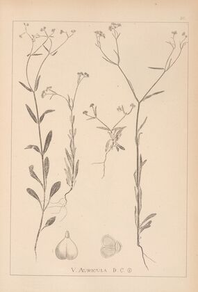 Herbier de la flore française Pl.0694