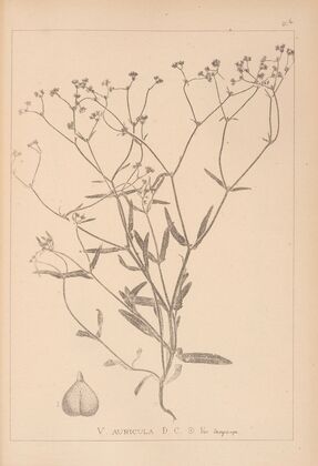Herbier de la flore française Pl.0695