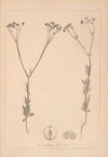 Herbier de la flore française Pl.0696
