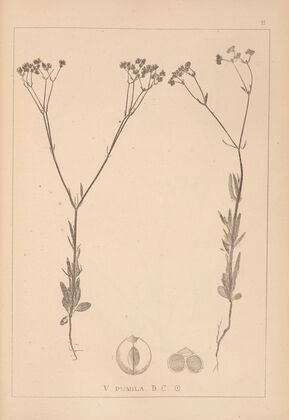 Herbier de la flore française Pl.0696