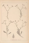 Herbier de la flore française Pl.0699
