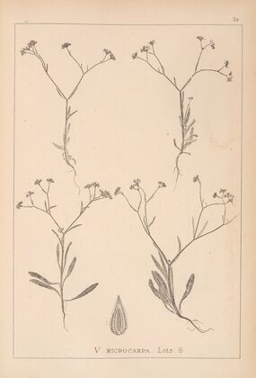 Herbier de la flore française Pl.0699