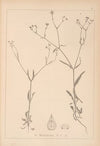 Herbier de la flore française Pl.0700