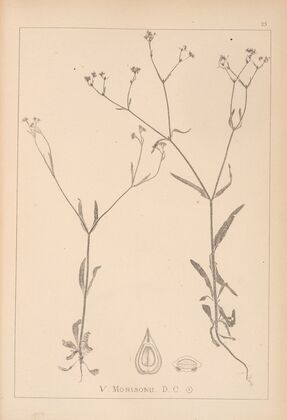 Herbier de la flore française Pl.0700
