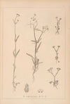 Herbier de la flore française Pl.0702
