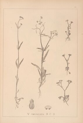 Herbier de la flore française Pl.0702
