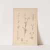 Herbier de la flore française Pl.0702 by Louis Antoine Cusin