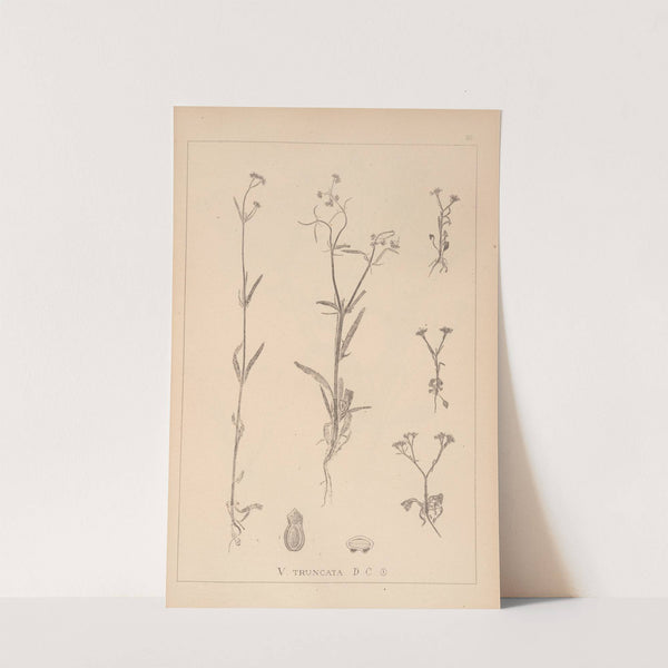 Herbier de la flore française Pl.0702 by Louis Antoine Cusin