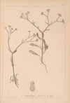 Herbier de la flore française Pl.0704