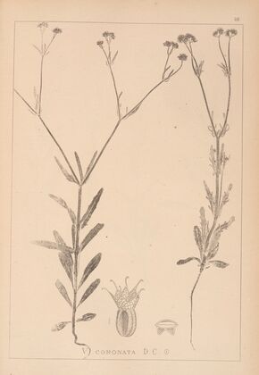 Herbier de la flore française Pl.0705