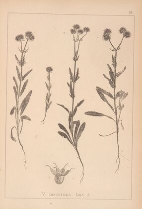 Herbier de la flore française Pl.0706