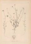 Herbier de la flore française Pl.0707