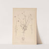 Herbier de la flore française Pl.0707 by Louis Antoine Cusin