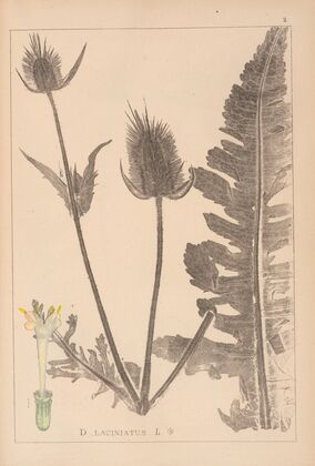 Herbier de la flore française Pl.0710