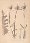 Herbier de la flore française Pl.0711