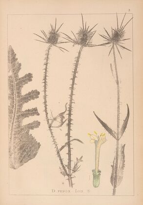 Herbier de la flore française Pl.0711