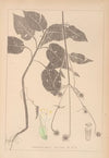 Herbier de la flore française Pl.0713