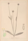 Herbier de la flore française Pl.0714
