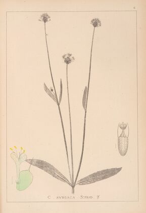 Herbier de la flore française Pl.0714