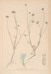 Herbier de la flore française Pl.0715