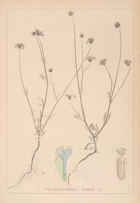Herbier de la flore française Pl.0715