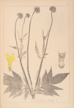 Herbier de la flore française Pl.0716