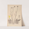 Herbier de la flore française Pl.0716 by Louis Antoine Cusin