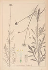 Herbier de la flore française Pl.0717
