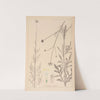 Herbier de la flore française Pl.0717 by Louis Antoine Cusin
