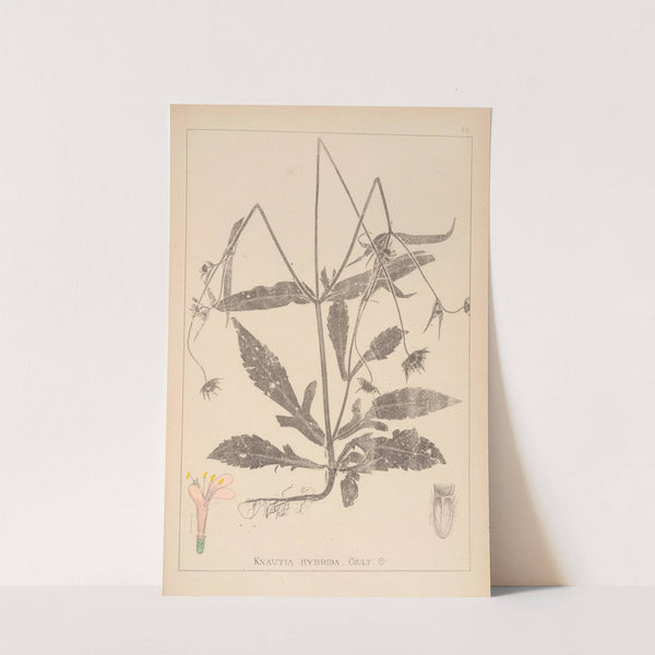 Herbier de la flore française Pl.0718 by Louis Antoine Cusin