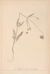 Herbier de la flore française Pl.0719