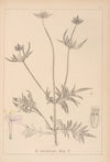 Herbier de la flore française Pl.0720