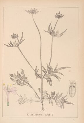 Herbier de la flore française Pl.0720
