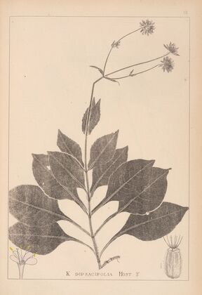 Herbier de la flore française Pl.0721